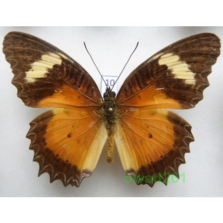 Cethosia penthesilea (Cramer, 1777) Indonesia, Seram 82mm10